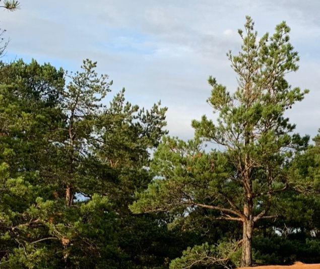 Den 21/11 deltog Ella och Grip på sitt tredje A prov  4 fina apporter tog han in men på femte och sista blev det härdsmälta i huvudet på honom . Men ett fint tredjepris fick dom . Tänk vad fina och duktiga lyra barna är!  Grattis till Ella !! 