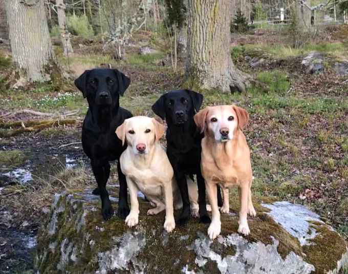 Governessan,Edith,Yenna och Lyra