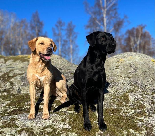 Jobeshill Grand Turk och Stenbury Black Governess 
Valparna kommer  innan jul om hon är dräktig!  