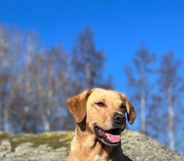 Rasmus och Teslas  parning har gett resultat ! I dag på dygn 20 kunde jag känna de små hasselnöt stora fosterblåsorna. 